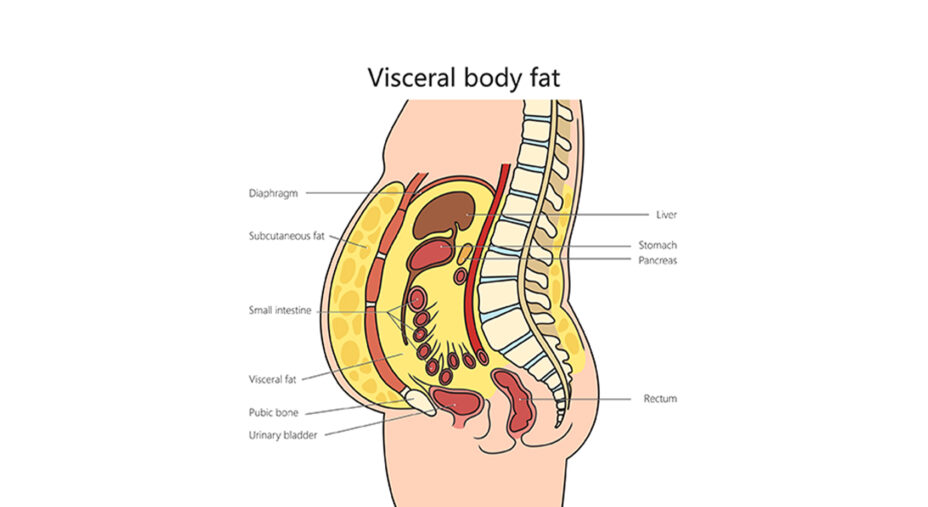 Il grasso viscerale va tenuto d'occhio per le possibili conseguenze sulla salute (depositphotos.com)