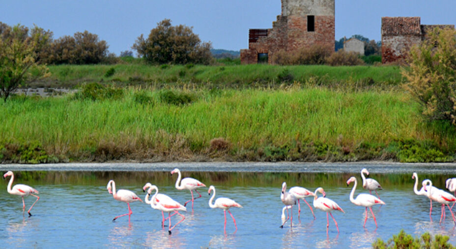 I fenicotteri rosa stanzano in migliaia sul Delta del Po. Il loro colore deriva dall'alimentazione locale