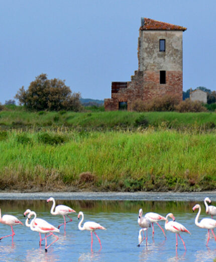 I fenicotteri rosa stanzano in migliaia sul Delta del Po. Il loro colore deriva dall'alimentazione locale