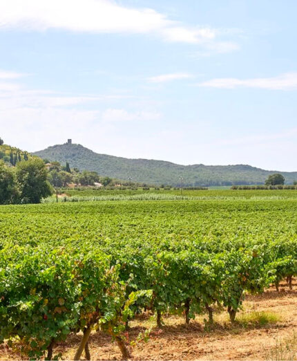 C’è un momento in cui la Toscana cambia veste: l’aria si fa dolce, i colli si accendono di un verde brillante e i giardini tornano a fiorire...