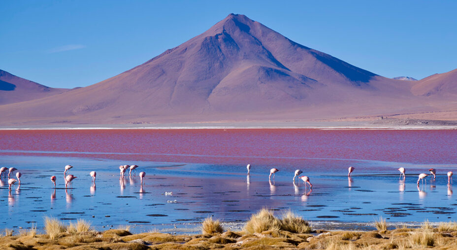 I fenicotteri rosa che camminano nelle acque rosse della Laguna Colorada