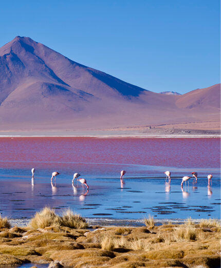 I fenicotteri rosa che camminano nelle acque rosse della Laguna Colorada
