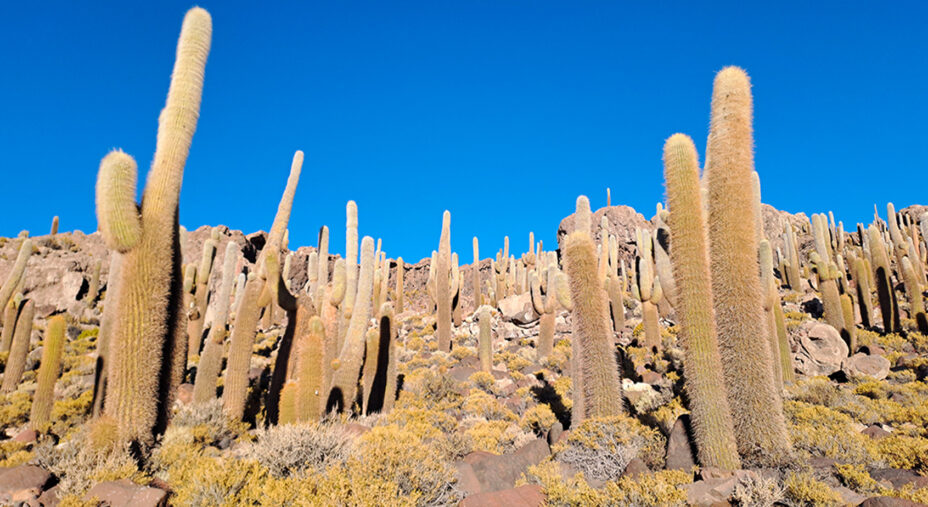 Incahuasi è un’isola famosa per i suoi cactus millenari, alcuni dei quali misurano dai 10 ai 12 metri