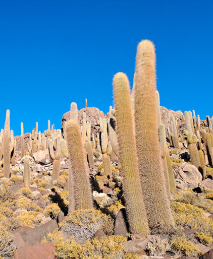 Incahuasi è un’isola famosa per i suoi cactus millenari, alcuni dei quali misurano dai 10 ai 12 metri