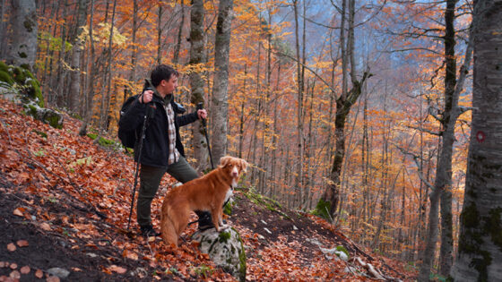Camminare, salute, alimentazione, bosco, cane, trekking (depositphotos.com)