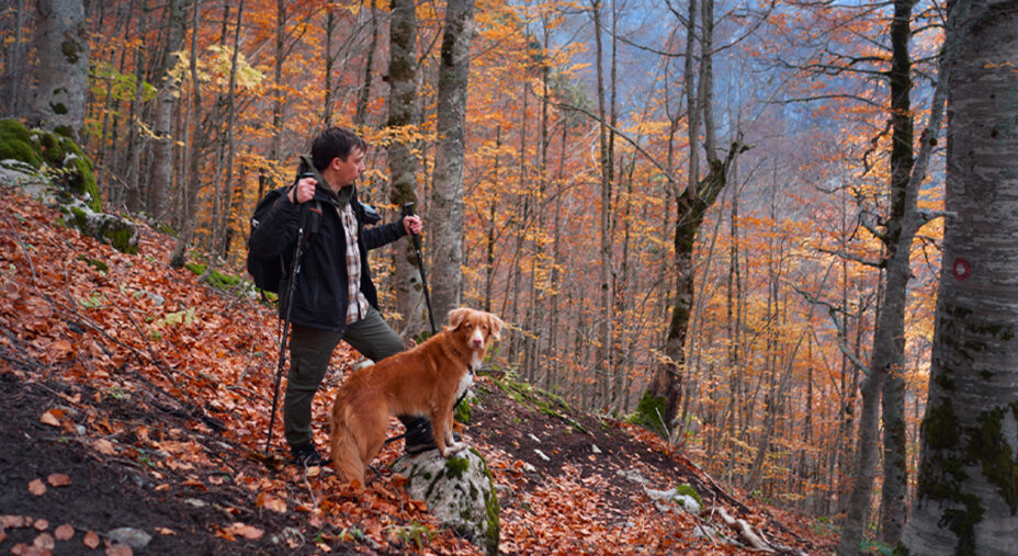 Camminare, salute, alimentazione, bosco, cane, trekking (depositphotos.com)