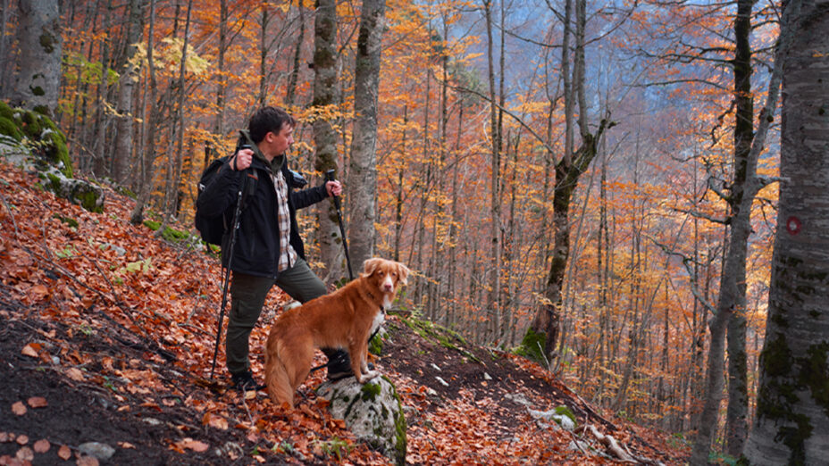 Camminare, salute, alimentazione, bosco, cane, trekking (depositphotos.com)